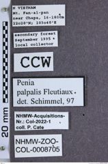 Etiketten zu Penia palpipes (NHMW-ZOO-COL-0008705)